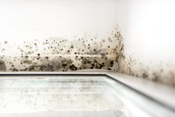 mold growth