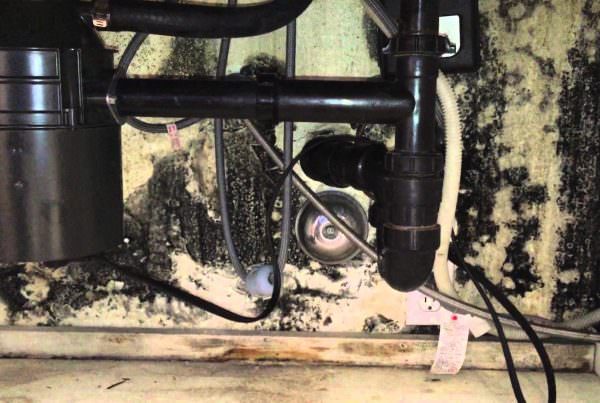 kitchen mold, mold in the kitchen, kitchen mold removal