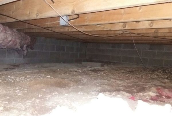 Basement Mold