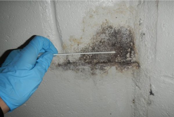 Mold Detection, Removal Cost