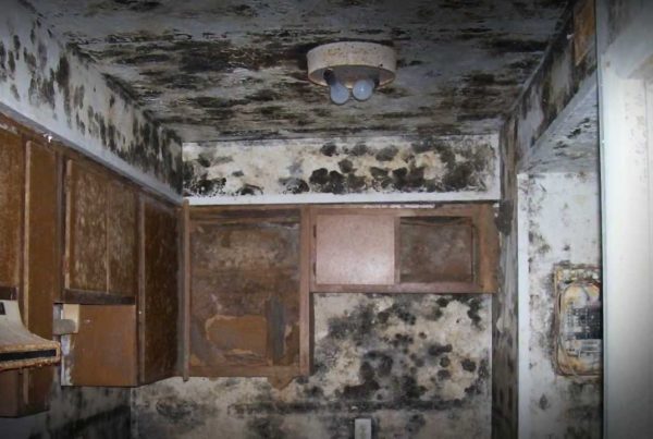 indoor mold